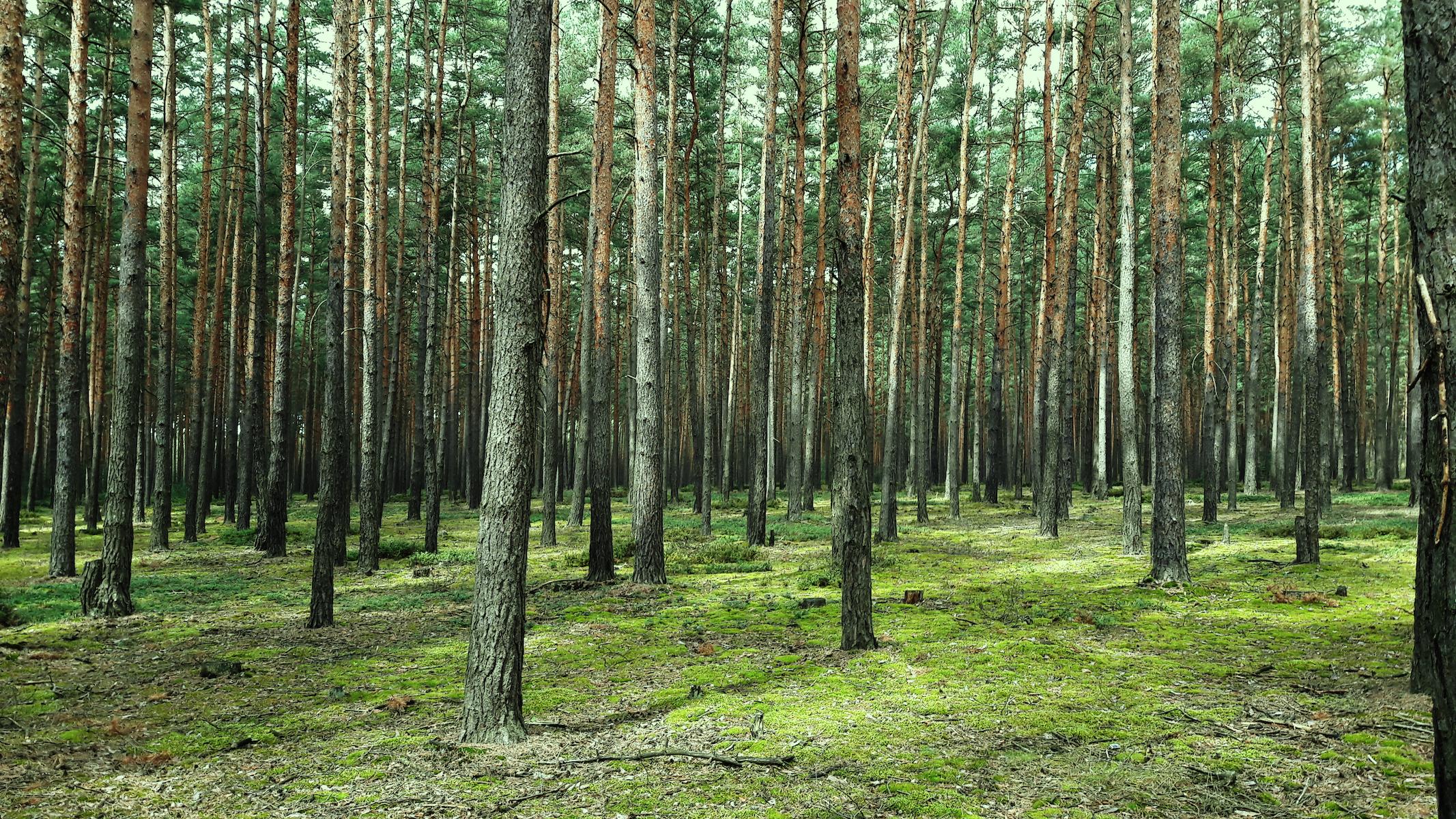 Forêt sans sous-bois