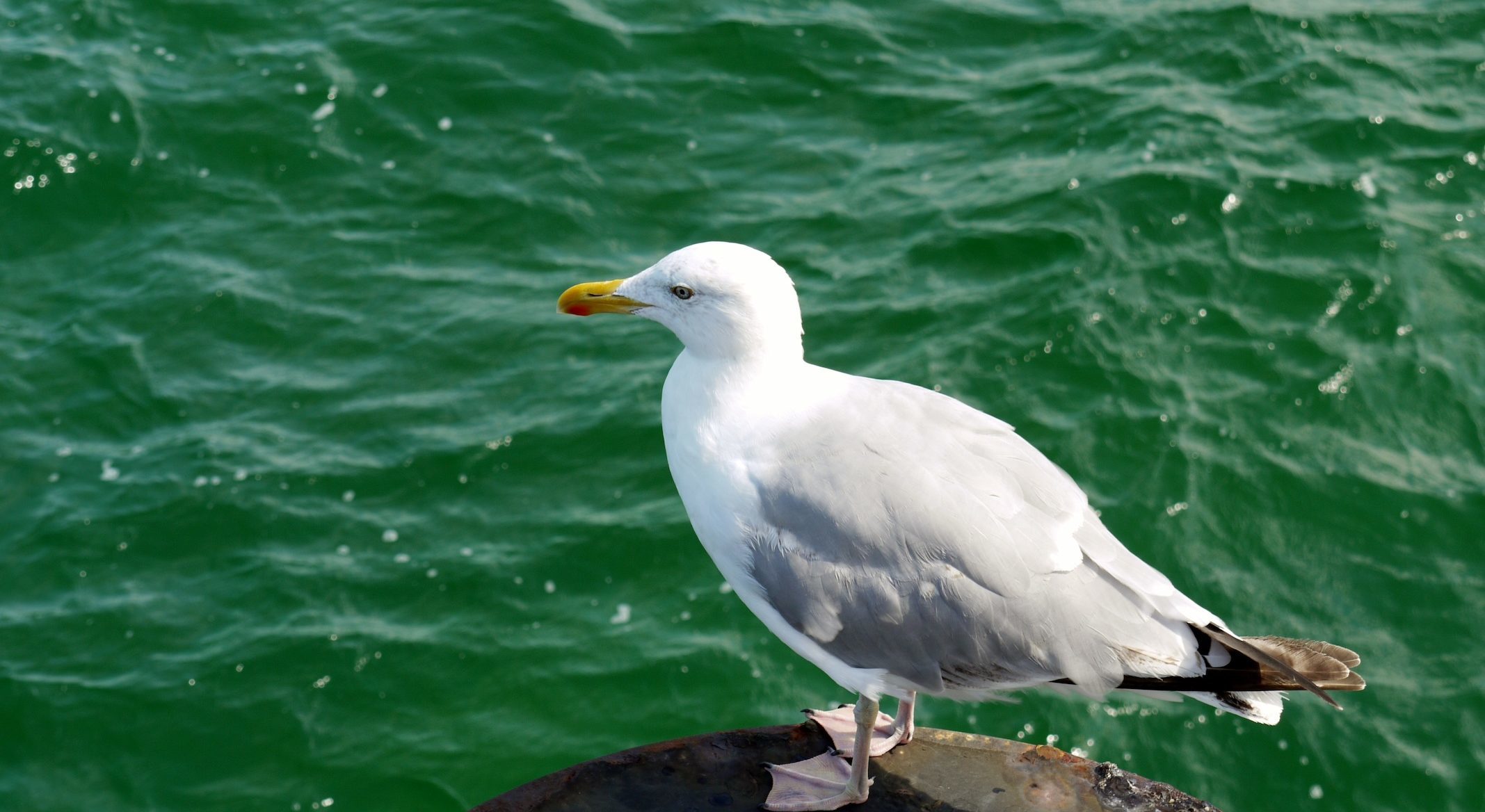 Mouette et eau